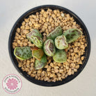 Adromischus Cooperi