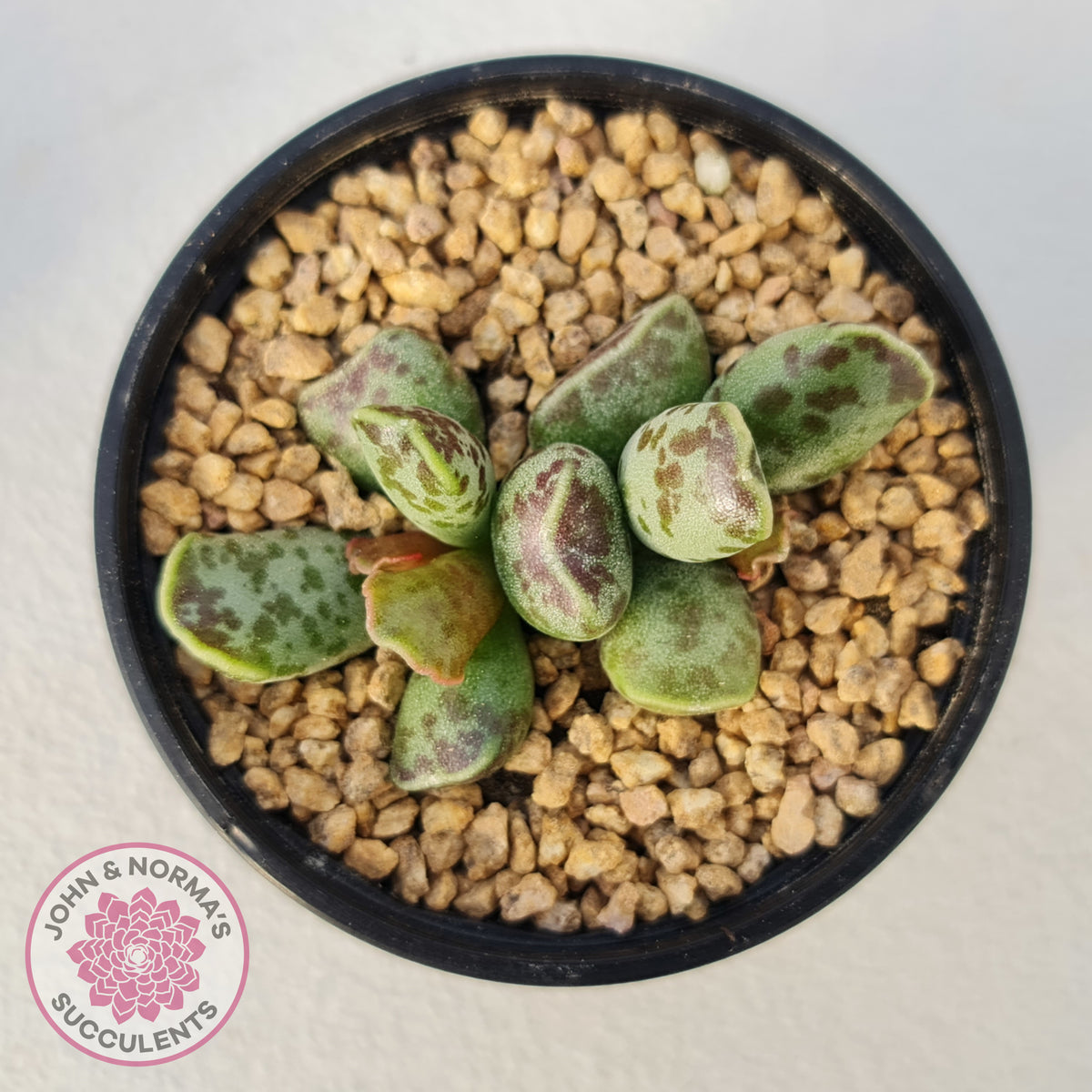 Adromischus Cooperi