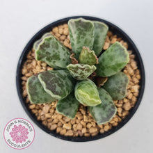 Load image into Gallery viewer, Adromischus Cooperi
