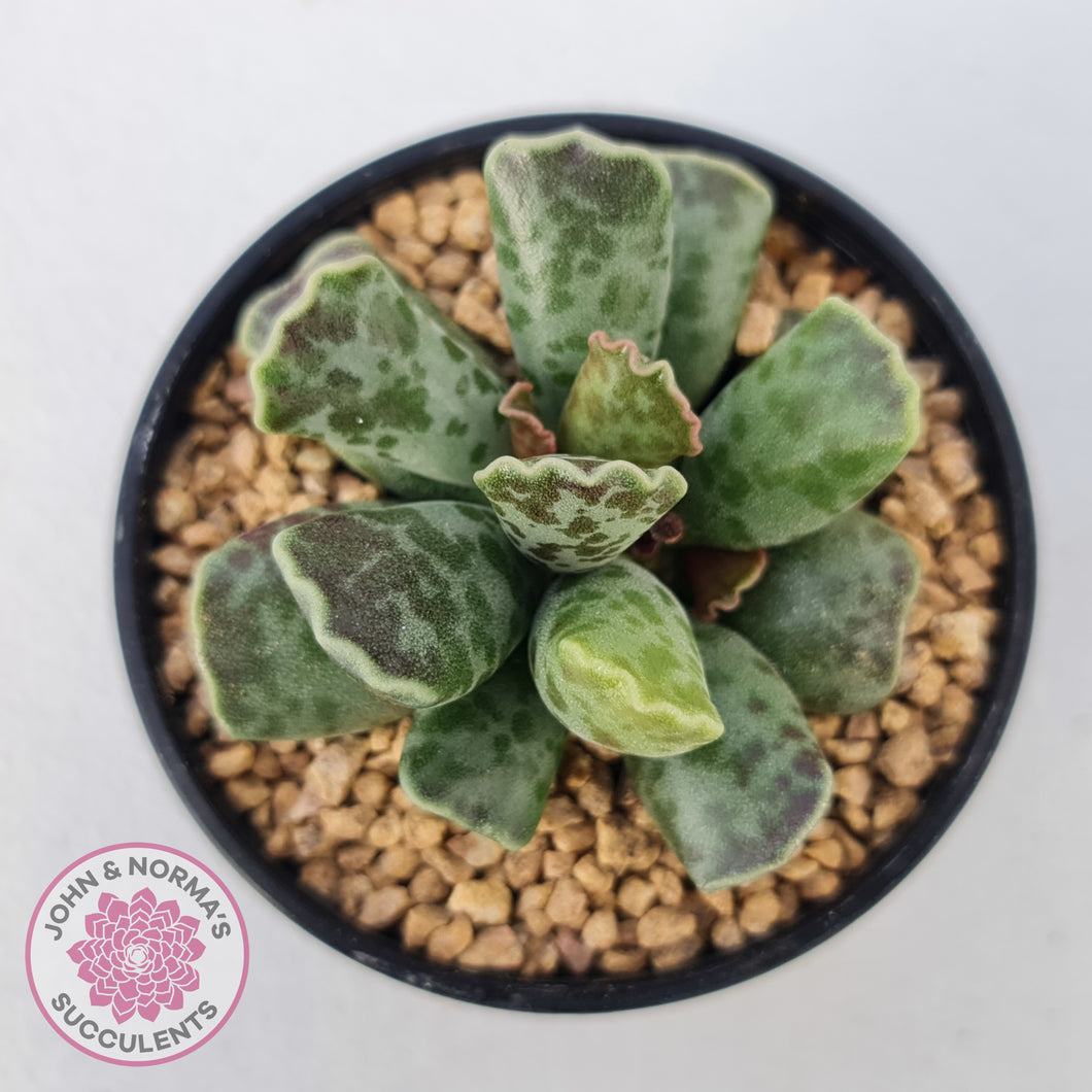 Adromischus Cooperi