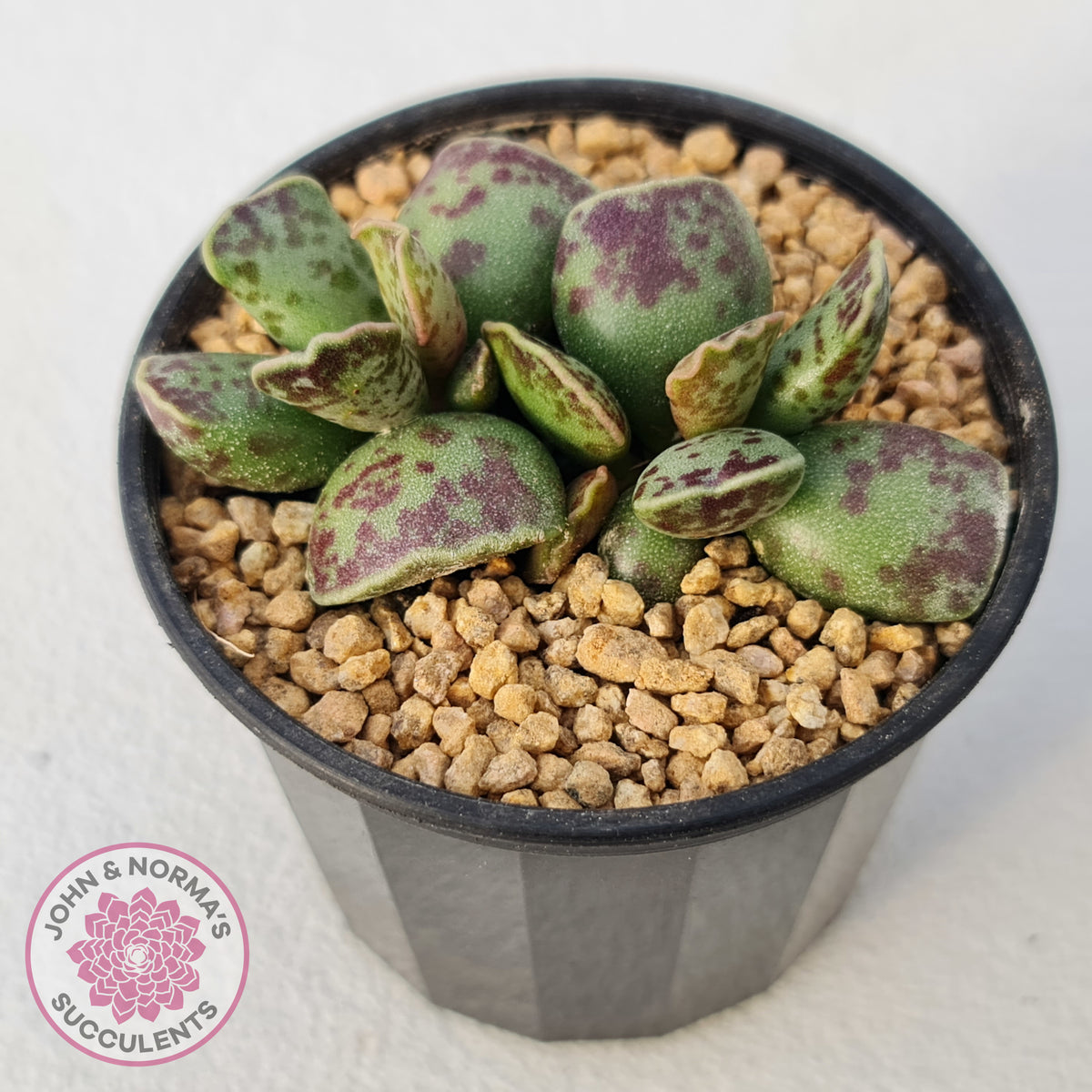 Adromischus Cooperi