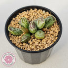 Adromischus Cooperi