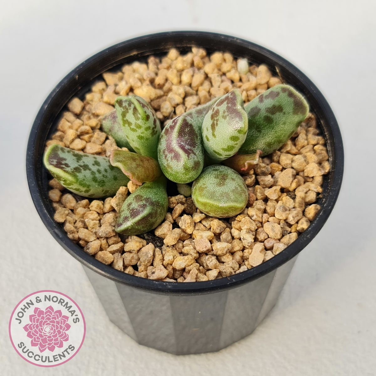 Adromischus Cooperi