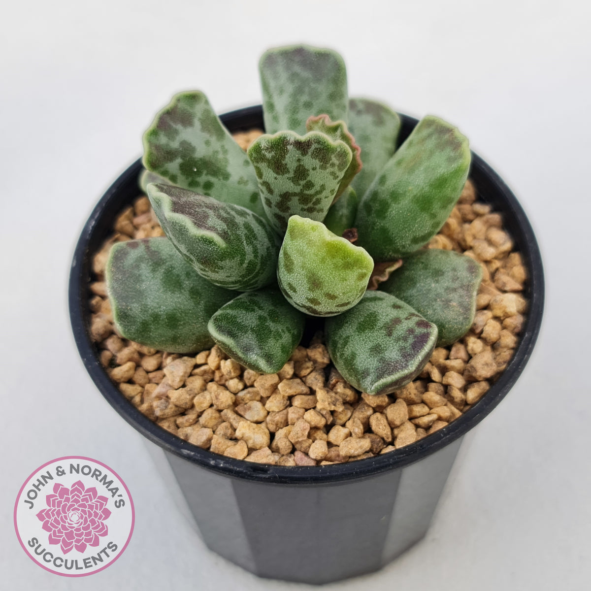 Adromischus Cooperi