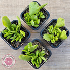 Adromischus Cristatus var. Zeyheri