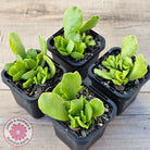 Adromischus Cristatus var. Zeyheri