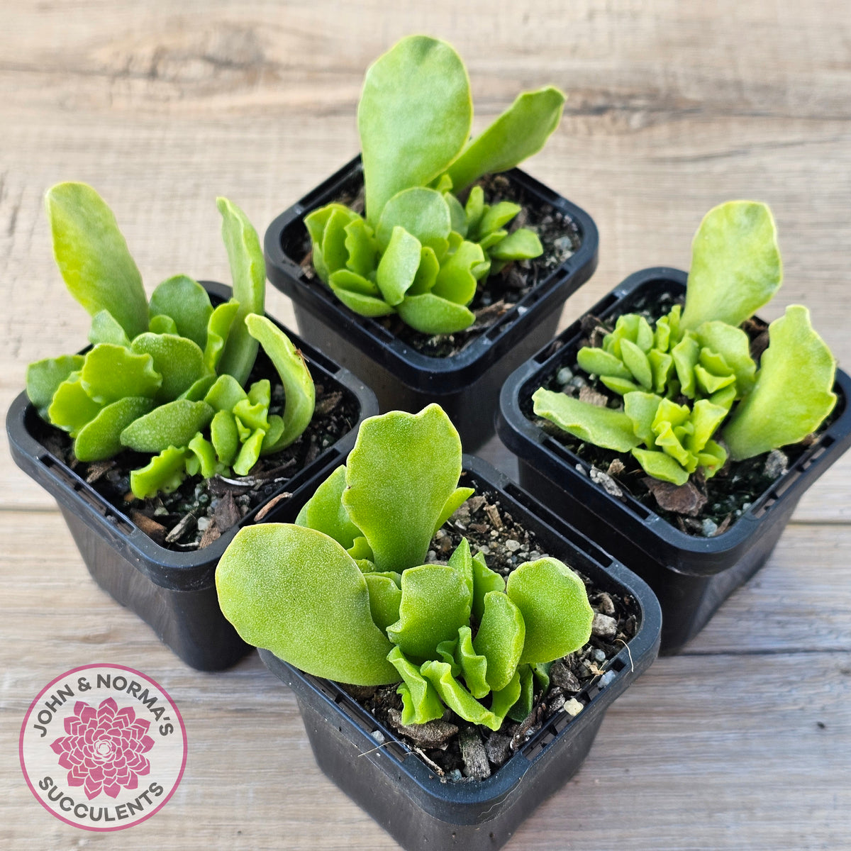 Adromischus Cristatus var. Zeyheri