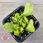 Adromischus Cristatus var. Zeyheri