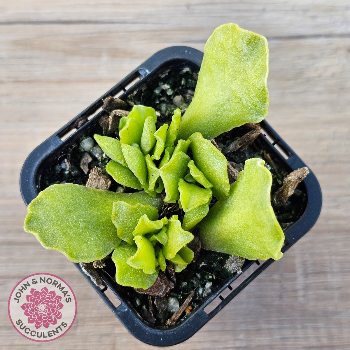 Adromischus Cristatus var. Zeyheri