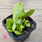 Adromischus Cristatus var. Zeyheri