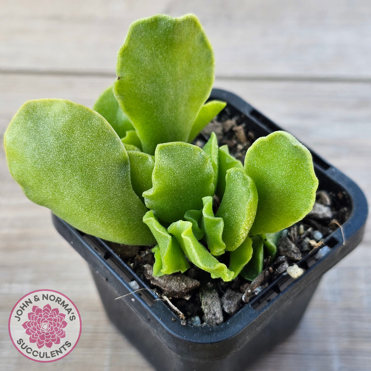 Adromischus Cristatus var. Zeyheri