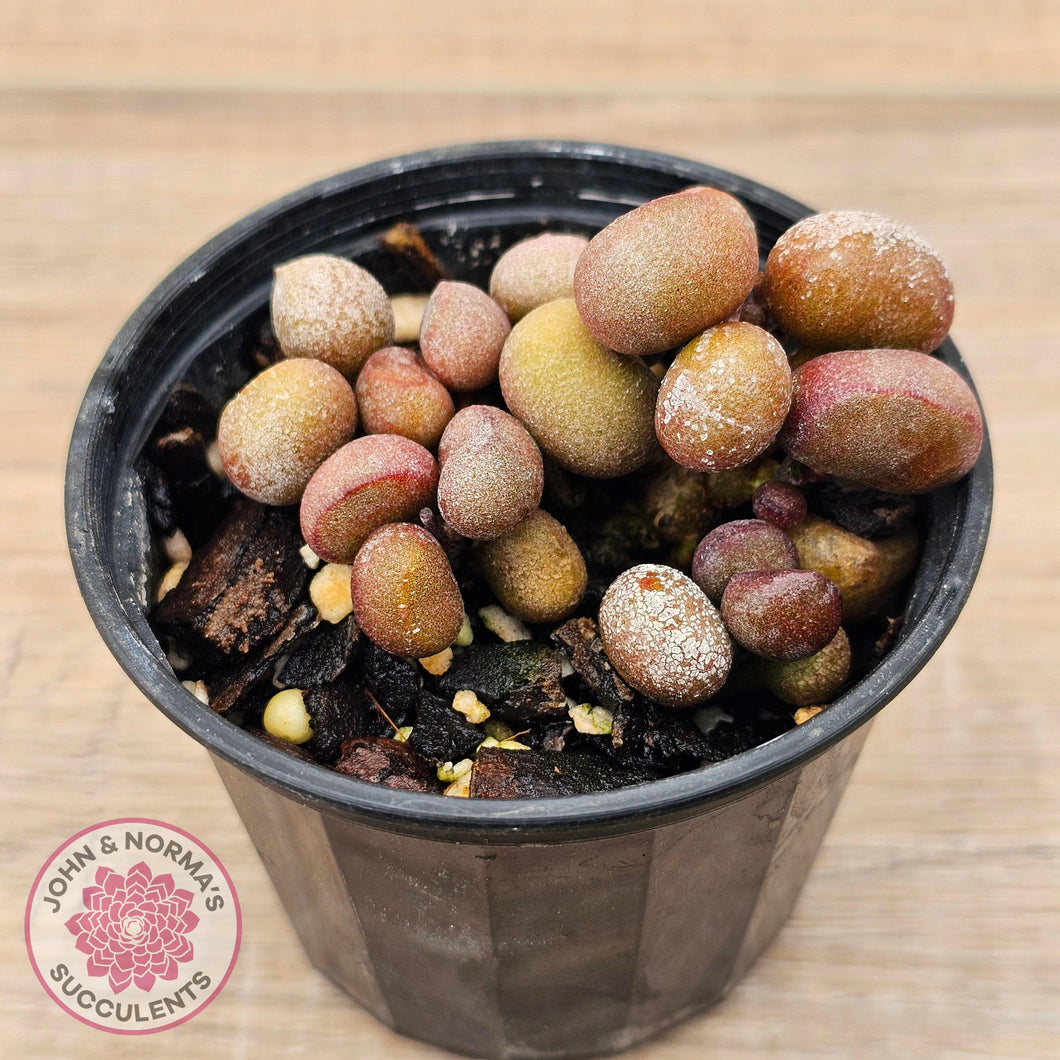 Adromischus 'Little Spheroid' - John & Norma's Succulents Australia