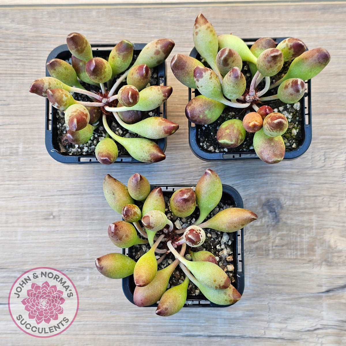 Adromischus cristatus 'Indian Clubs'