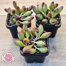 Load image into Gallery viewer, Adromischus cristatus &#39;Indian Clubs&#39; - John &amp; Norma&#39;s Succulents Australia
