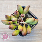Adromischus cristatus 'Indian Clubs'