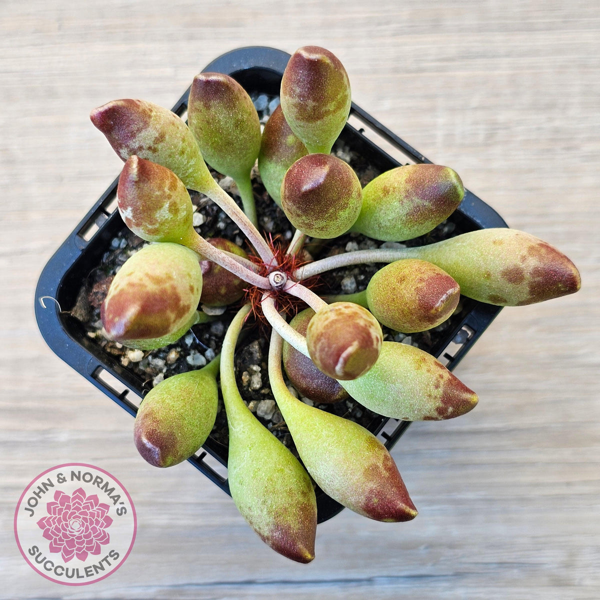 Adromischus cristatus 'Indian Clubs'