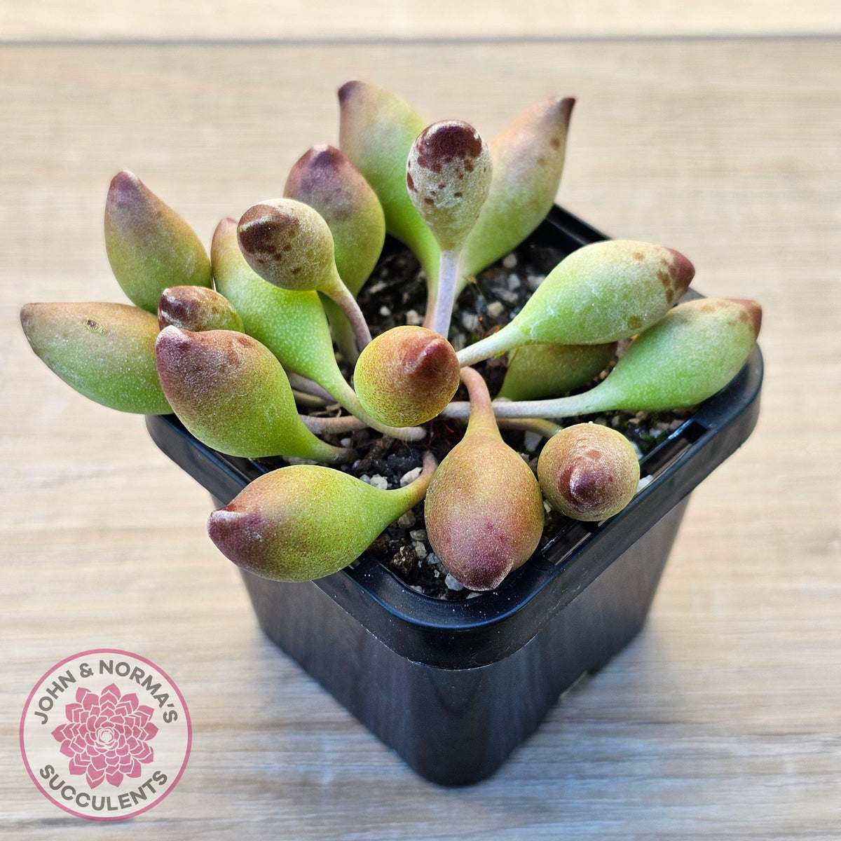 Adromischus cristatus 'Indian Clubs'