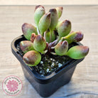 Adromischus cristatus 'Indian Clubs'