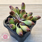 Adromischus cristatus 'Indian Clubs'