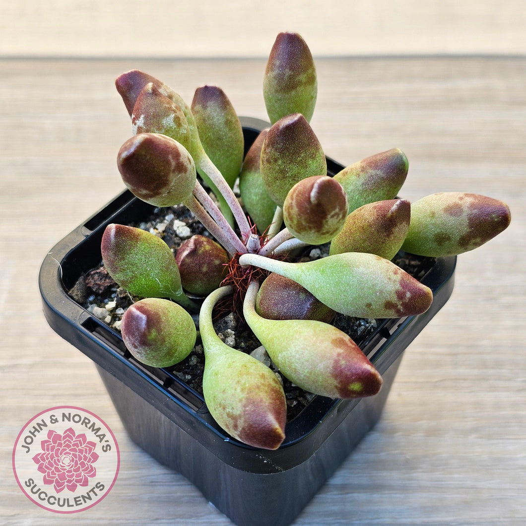 Adromischus cristatus 'Indian Clubs' - John & Norma's Succulents Australia