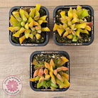 Adromischus cristatus