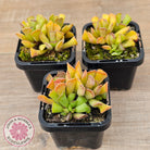 Adromischus cristatus