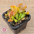 Adromischus cristatus