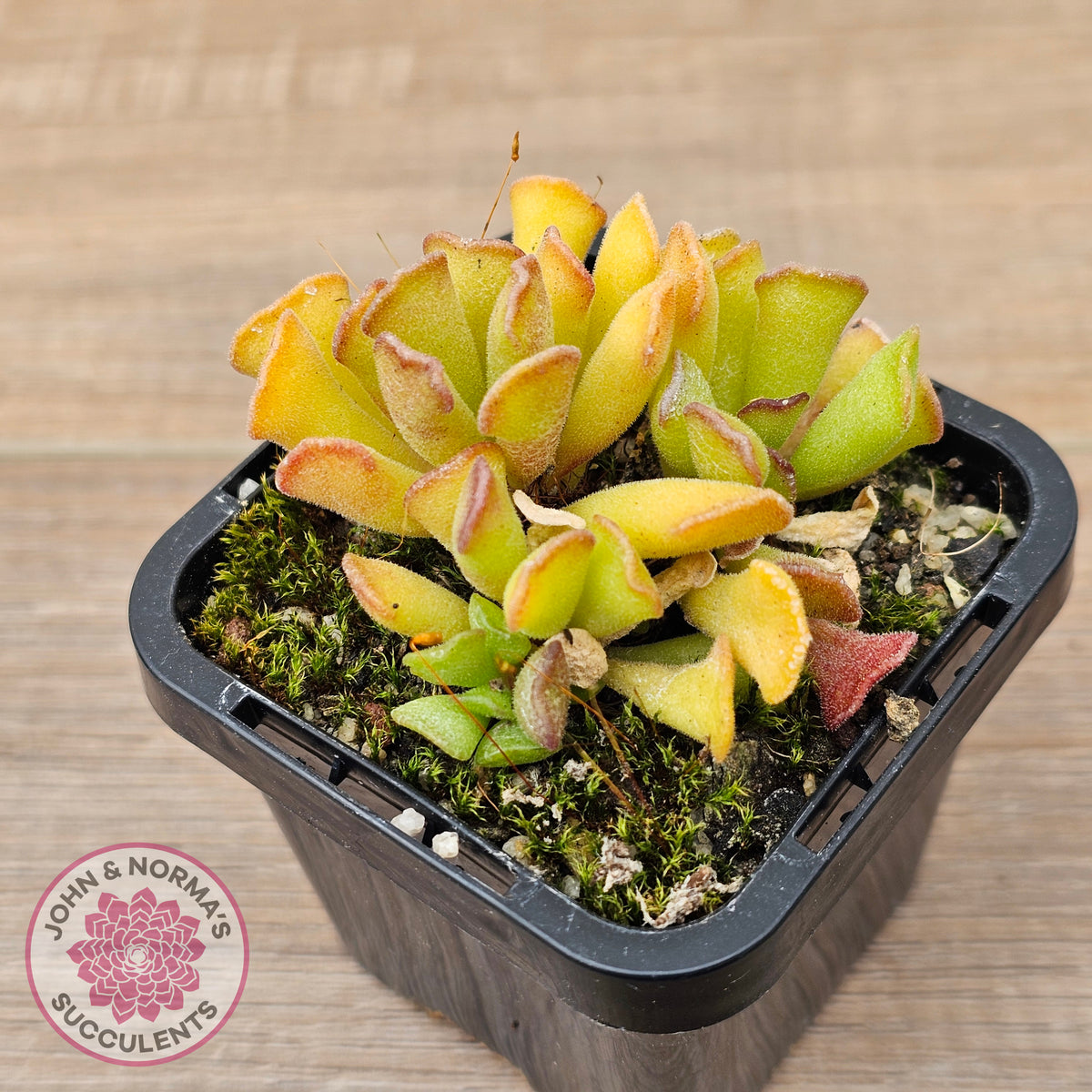 Adromischus cristatus