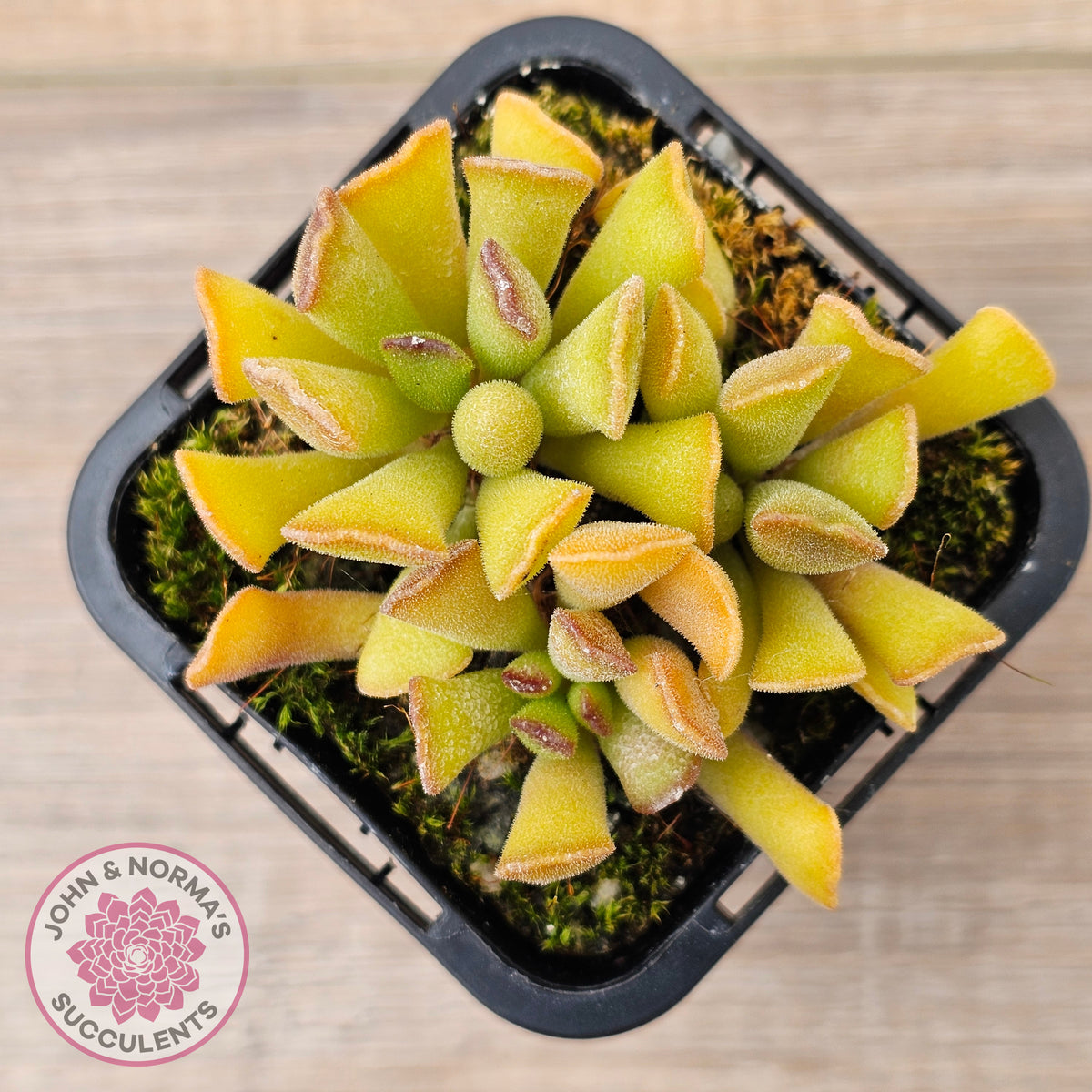 Adromischus cristatus