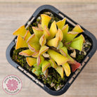 Adromischus cristatus