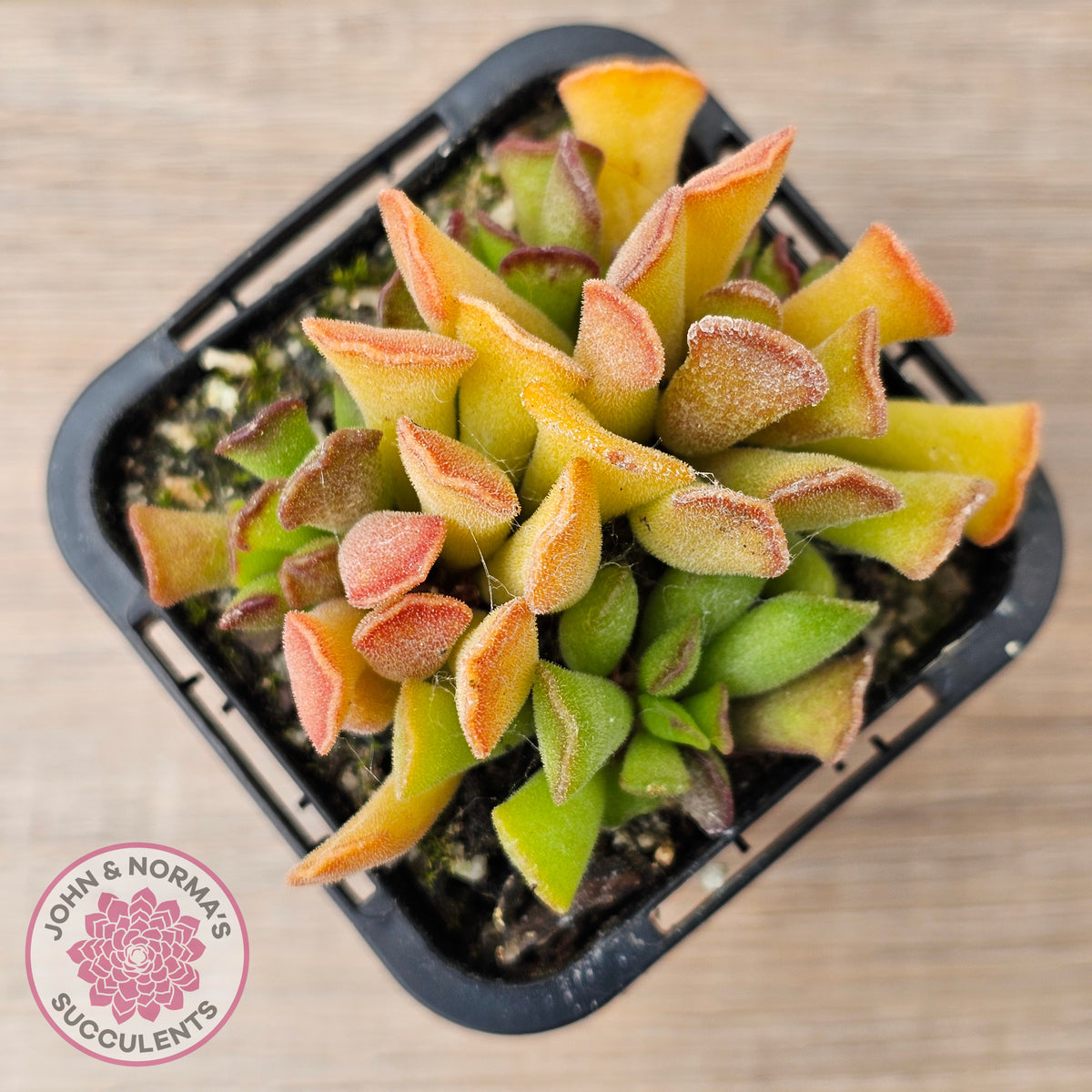 Adromischus cristatus