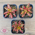 Adromischus filicaulis - Red Spotted Form