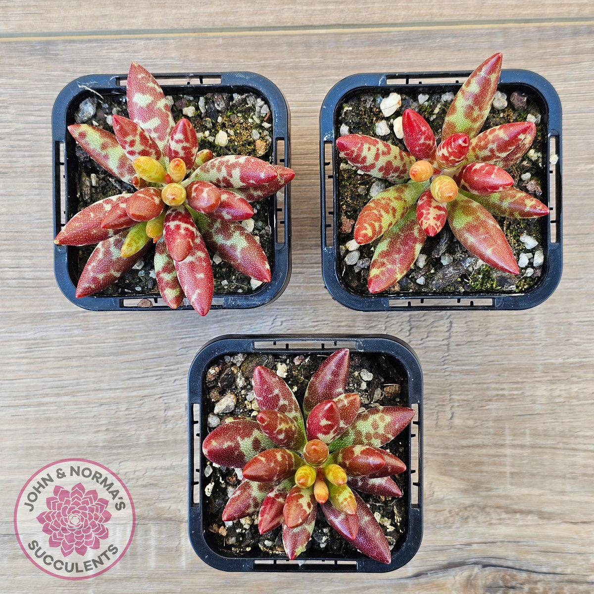 Adromischus filicaulis - Red Spotted Form