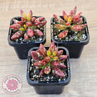 Adromischus filicaulis - Red Spotted Form