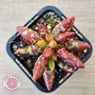 Adromischus filicaulis - Red Spotted Form