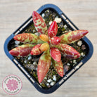 Adromischus filicaulis - Red Spotted Form
