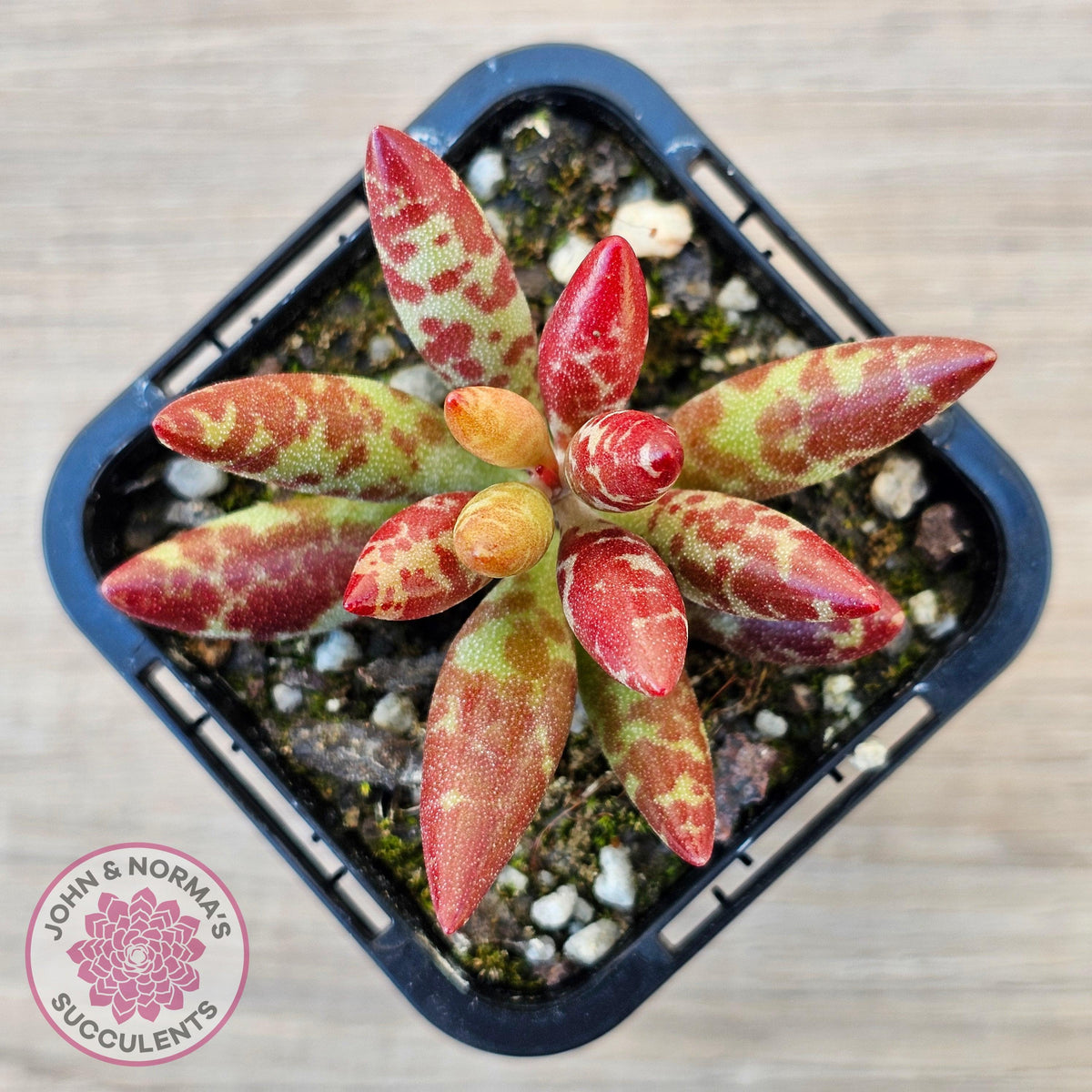 Adromischus filicaulis - Red Spotted Form