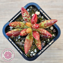 Load image into Gallery viewer, Adromischus filicaulis - Red Spotted Form - John &amp; Norma&#39;s Succulents Australia
