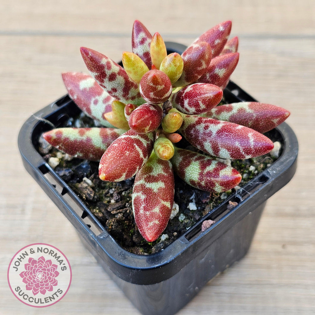 Adromischus filicaulis - Red Spotted Form - John & Norma's Succulents Australia