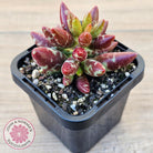 Adromischus filicaulis - Red Spotted Form