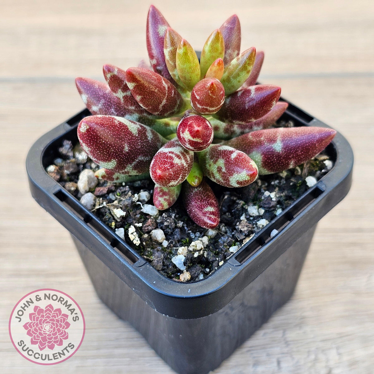 Adromischus filicaulis - Red Spotted Form