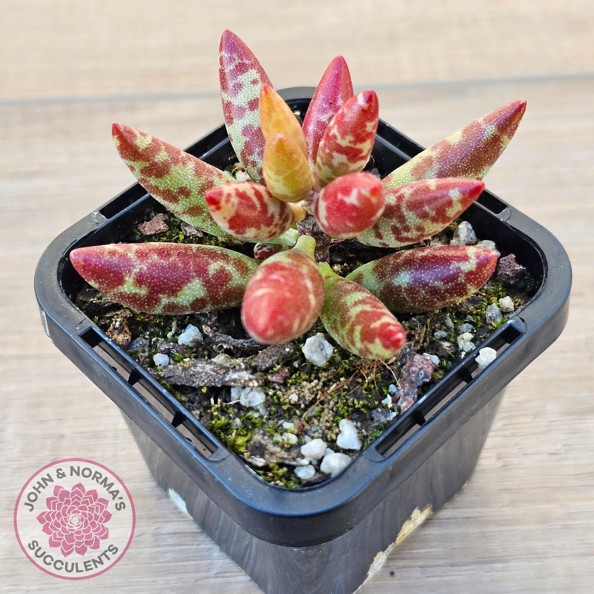 Adromischus filicaulis - Red Spotted Form