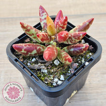 Load image into Gallery viewer, Adromischus filicaulis - Red Spotted Form - John &amp; Norma&#39;s Succulents Australia
