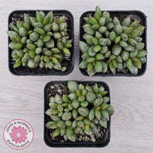 Load image into Gallery viewer, Adromischus hemisphaericus
