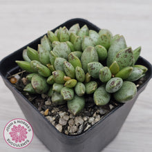 Load image into Gallery viewer, Adromischus hemisphaericus
