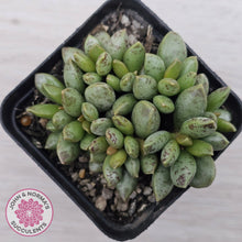 Load image into Gallery viewer, Adromischus hemisphaericus
