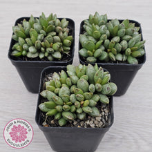 Load image into Gallery viewer, Adromischus hemisphaericus
