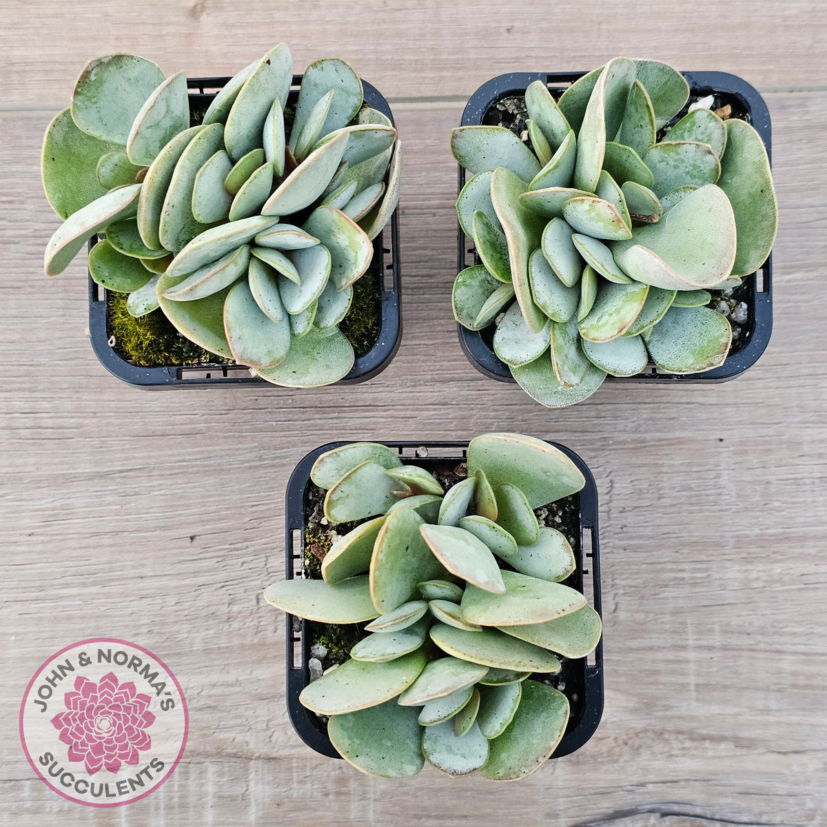 Adromischus leucophyllus