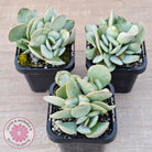 Adromischus leucophyllus