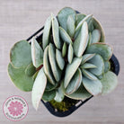 Adromischus leucophyllus